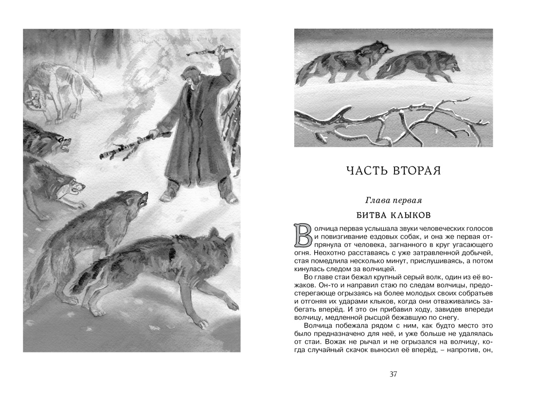 Белый клык — изображение 4