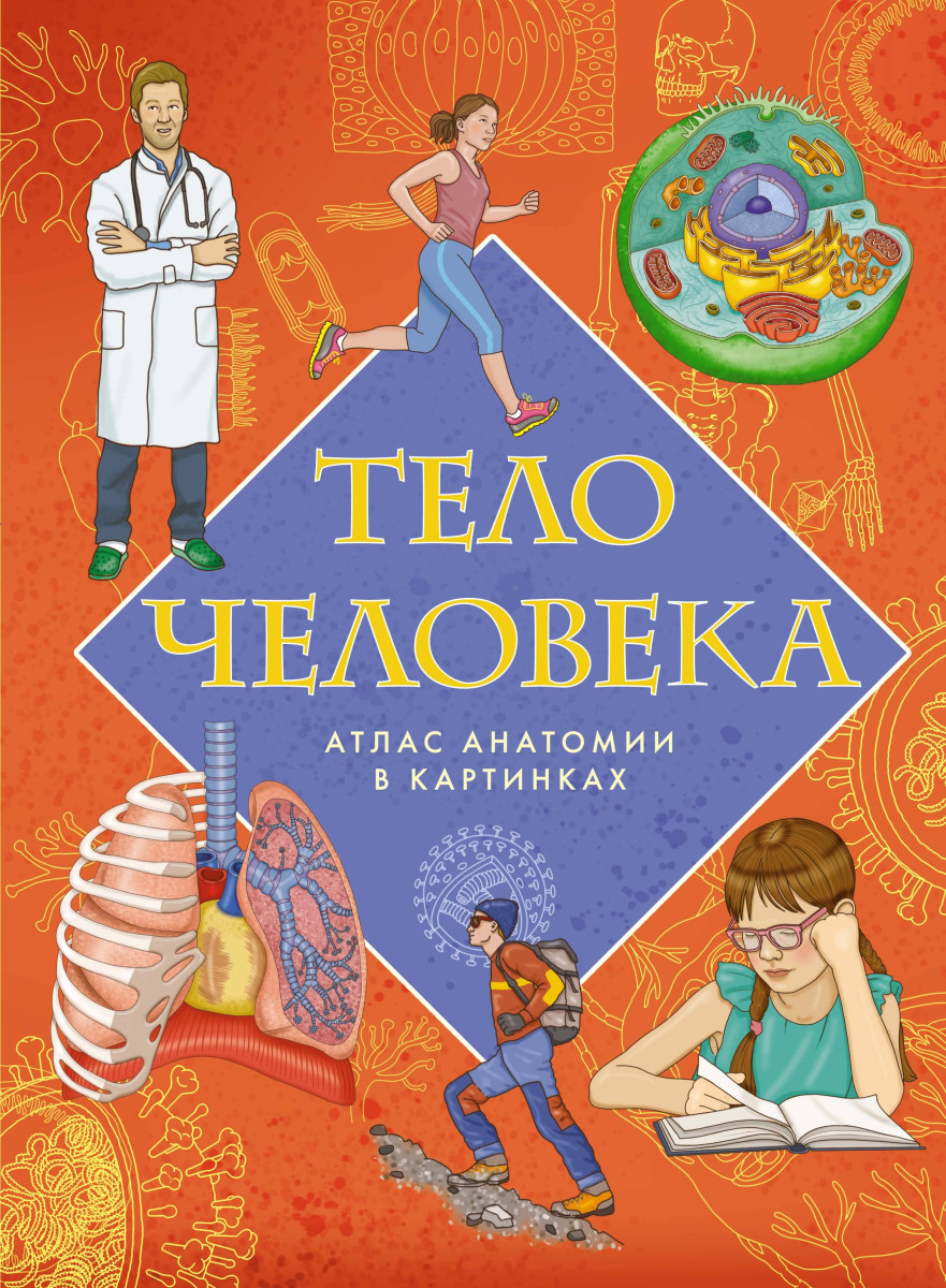 Тело человека. Атлас анатомии в картинках — изображение 2