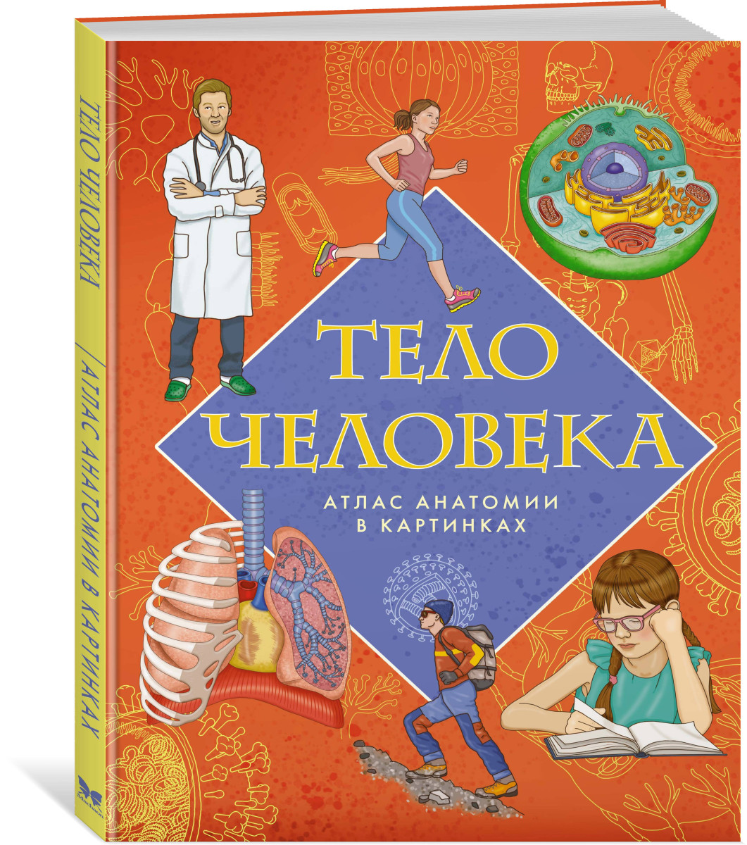 Тело человека. Атлас анатомии в картинках — изображение 3